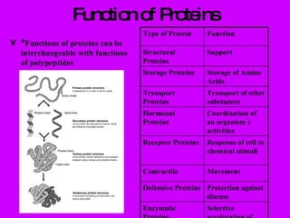 Function of Proteins *Functions of proteins can be interchangeable with functions of polypeptides Type of Protein Function Structural Proteins Support Storage Proteins Storage of Amino Acids Transport Proteins Transport of other substances Hormonal Proteins Coordination of an organism’s activities Receptor Proteins Response of cell to chemical stimuli Contractile Movement Defensive Proteins Protection against disease Enzymatic Proteins Selective acceleration of chemical reactions 