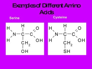 Examples of Different Amino Acids Serine Cysteine 
