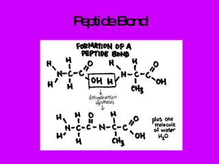 Peptide Bond 