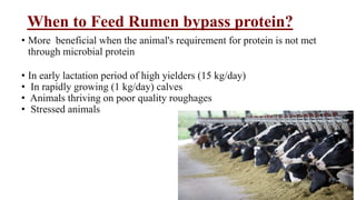 Protein Rumen protein ppt skjdabhjKNCBHDJKIANJMSXBJHDB | PPTX