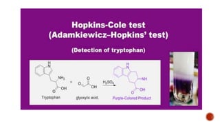 Test for Protein practical | PPTX