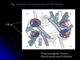 Fig. Dominant interactions between Hb subunits
>30 aa
19 aa (hydrophobic, H-bonds,
affected strongly upon O2 binding)
 