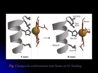 Fig. Changes in conformation near heme on O2 binding
 