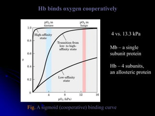 Hb binds oxygen cooperatively
Fig. A sigmoid (cooperative) binding curve
4 vs. 13.3 kPa
Mb – a single
subunit protein
Hb – 4 subunits,
an allosteric protein
 