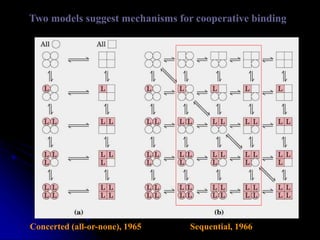 Two models suggest mechanisms for cooperative binding
Concerted (all-or-none), 1965 Sequential, 1966
 