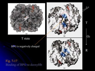 Fig. 7-17
Binding of BPG to deoxyHb
T state
T
R
O2
++
BPG is negatively charged
 