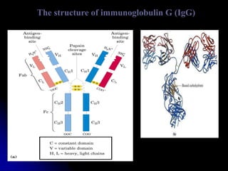 The structure of immunoglobulin G (IgG)
 