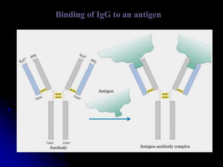 Binding of IgG to an antigen
 