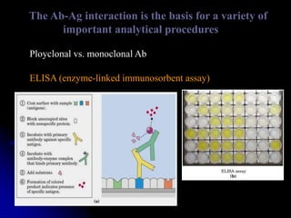 The Ab-Ag interaction is the basis for a variety of
important analytical procedures
Ployclonal vs. monoclonal Ab
ELISA (enzyme-linked immunosorbent assay)
 