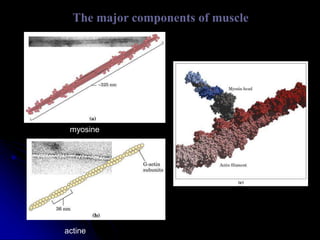The major components of muscle
myosine
actine
 