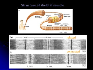 Structure of skeletal muscle
relaxed
contracted
 