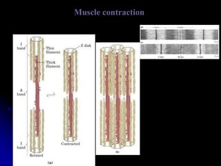 Muscle contraction
 
