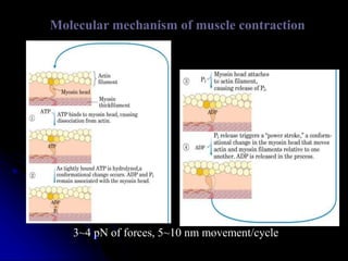 Molecular mechanism of muscle contraction
3~4 pN of forces, 5~10 nm movement/cycle
 