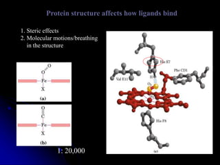 Protein structure affects how ligands bind
1. Steric effects
2. Molecular motions/breathing
in the structure
1: 20,000 1: 200
 