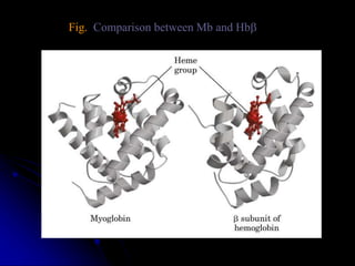 Fig. Comparison between Mb and Hbb
 
