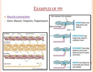 Protein protein interactions.pptx