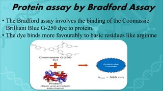 • The Bradford assay involves the binding of the Coomassie
Brilliant Blue G-250 dye to protein.
• The dye binds more favourably to basic residues like arginine
Protein assay by Bradford Assay
 