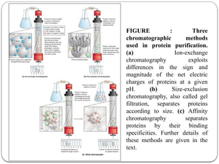 Detailed methods for the purification of proteins.pptx