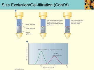 Size Exclusion/Gel-filtration (Cont’d)
 