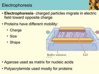 Electrophoresis
• Electrophoresis- charged particles migrate in electric
  field toward opposite charge
• Proteins have different mobility:
   • Charge
   • Size
   • Shape




• Agarose used as matrix for nucleic acids
• Polyacrylamide used mostly for proteins
 