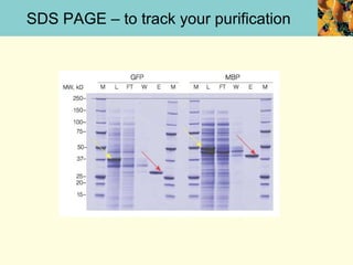 SDS PAGE – to track your purification
 