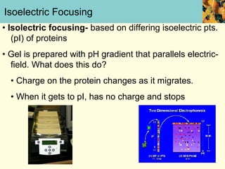 Isoelectric Focusing
• Isolectric focusing- based on differing isoelectric pts.
   (pI) of proteins
• Gel is prepared with pH gradient that parallels electric-
  field. What does this do?
  • Charge on the protein changes as it migrates.
  • When it gets to pI, has no charge and stops
 