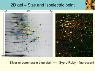 2D gel – Size and Isoelectric point




Silver or commassie blue stain ---- Sypro Ruby - fluorescent
 