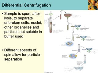 Differential Centrifugation
• Sample is spun, after
  lysis, to separate
  unbroken cells, nuclei,
  other organelles and
  particles not soluble in
  buffer used


• Different speeds of
  spin allow for particle
  separation
 