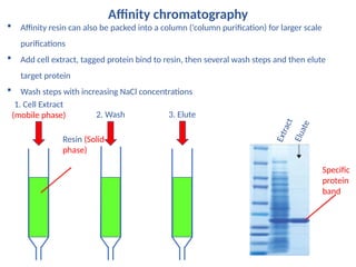 Protein_Purification_2023 For Students- Edited.pptx