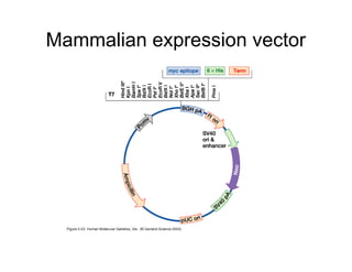 Mammalian expression vector
 