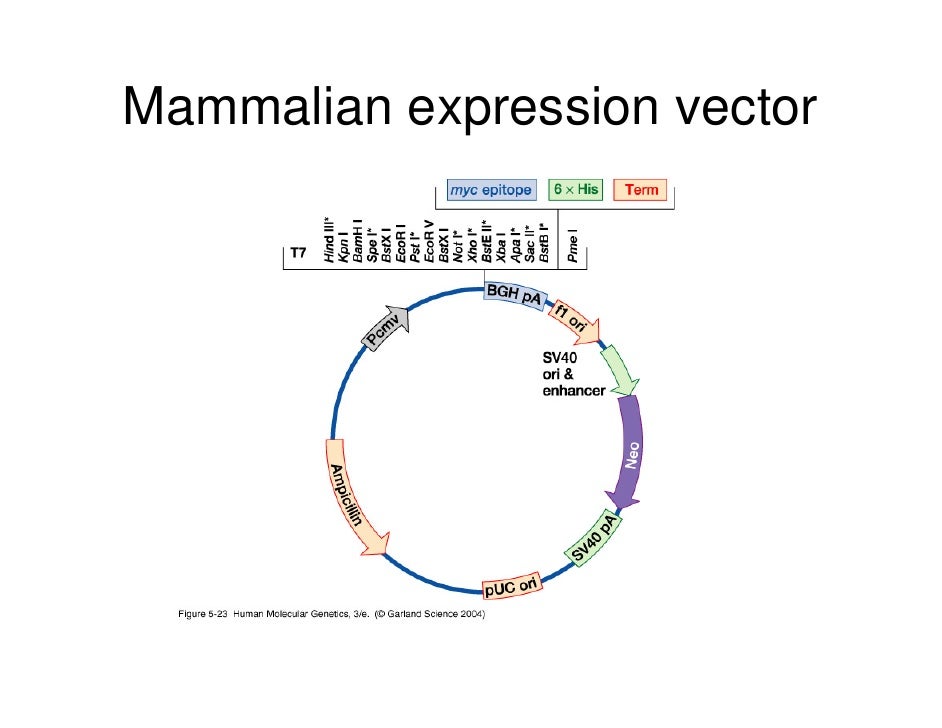 eukaryotic vectors for expression of proteins Wide-range integrative expression vectors for fungi, novel microbial and eukaryotic expression systems production of recombinant proteins. eukaryotic vectors for expression of proteins Wide-range integrative expression vectors for fungi, novel microbial and eukaryotic expression systems production of recombinant proteins.