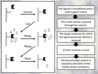 The ligand is immobilized onto a
solid support matrix
The crude extract is passed
through the column.
The target molecule for which
the ligand possesses affinity is
retained
All other material is eluted
The bound target protein is
eluted by alteration of the
mobile-phase conditions.
 