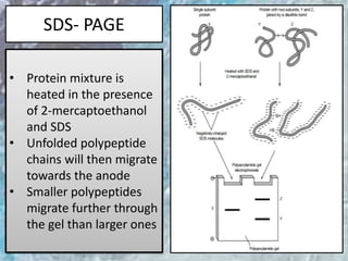 SDS- PAGE
• Protein mixture is
heated in the presence
of 2-mercaptoethanol
and SDS
• Unfolded polypeptide
chains will then migrate
towards the anode
• Smaller polypeptides
migrate further through
the gel than larger ones
 