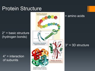 Protein Structure
                       1° = amino acids




2° = basic structure
(hydrogen bonds)

                         3° = 3D structure


4° = interaction
of subunits
 
