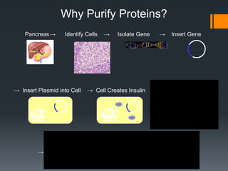 Why Purify Proteins?
    Pancreas →     Identify Cells   →   Isolate Gene     →    Insert Gene




→ Insert Plasmid into Cell   → Cell Creates Insulin    → Isolate/Purify Protein




                                                       Insulin for
         → Human Use                                   diabetics
 