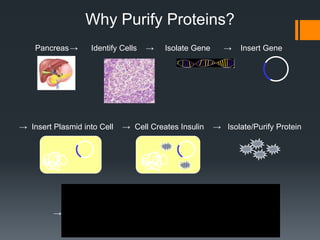 Why Purify Proteins?
    Pancreas →     Identify Cells   →   Isolate Gene     →    Insert Gene




→ Insert Plasmid into Cell   → Cell Creates Insulin    → Isolate/Purify Protein




                                                       Insulin for
         → Human Use                                   diabetics
 
