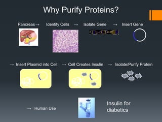Why Purify Proteins?
    Pancreas →     Identify Cells   →   Isolate Gene     →    Insert Gene




→ Insert Plasmid into Cell   → Cell Creates Insulin    → Isolate/Purify Protein




                                                       Insulin for
         → Human Use                                   diabetics
 