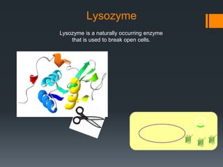 Lysozyme
Lysozyme is a naturally occurring enzyme
    that is used to break open cells.
 