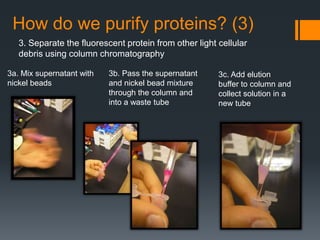 How do we purify proteins? (3)
   3. Separate the fluorescent protein from other light cellular
   debris using column chromatography

3a. Mix supernatant with   3b. Pass the supernatant     3c. Add elution
nickel beads               and nickel bead mixture      buffer to column and
                           through the column and       collect solution in a
                           into a waste tube            new tube
 