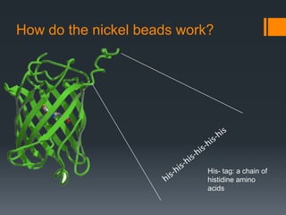 How do the nickel beads work?




                            His- tag: a chain of
                            histidine amino
                            acids
 