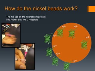 How do the nickel beads work?
The his-tag on the fluorescent protein
and nickel bind like 2 magnets

                                                   Ni2+    Ni2+


                                         Ni2+
                                                                  Ni2+


                                         Ni2+


                                            Ni2+


                                                          Ni2+
 
