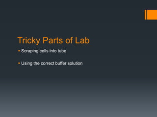 Tricky Parts of Lab
 Scraping cells into tube

 Using the correct buffer solution
 