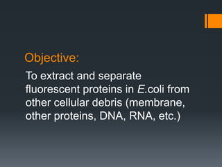 Objective:
To extract and separate
fluorescent proteins in E.coli from
other cellular debris (membrane,
other proteins, DNA, RNA, etc.)
 