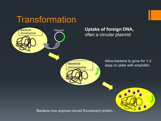 Transformation
Bacterial              Plasmid            Uptake of foreign DNA,
chromosome
                                          often a circular plasmid




                                                      Allow bacteria to grow for 1-3
                                 Bacterial
                                                      days on plate with ampicillin.
                                 chromosome




             Bacteria now express cloned fluorescent protein…
 
