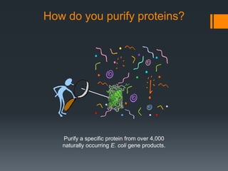 How do you purify proteins?




   Purify a specific protein from over 4,000
   naturally occurring E. coli gene products.
 