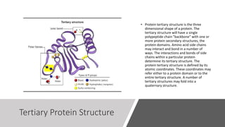 Protein Structure and Function | PPTX