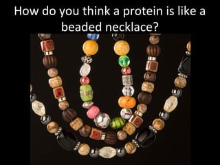 How do you think a protein is like a
       beaded necklace?
 