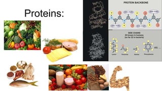 Proteins:

 