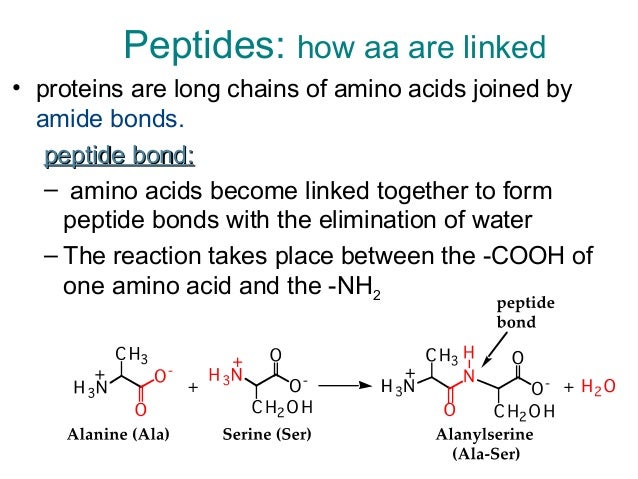 proteins how are amino acids connected to form a chain