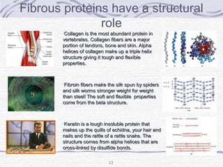 12
Fibrous proteins have a structural
role
•Collagen is the most abundant protein inCollagen is the most abundant protein in
vertebrates. Collagen fibers are a majorvertebrates. Collagen fibers are a major
portion of tendons, bone and skin. Alphaportion of tendons, bone and skin. Alpha
helices of collagen make up a triple helixhelices of collagen make up a triple helix
structure giving it tough and flexiblestructure giving it tough and flexible
properties.properties.
•Fibroin fibers make the silk spun by spidersFibroin fibers make the silk spun by spiders
and silk worms stronger weight for weightand silk worms stronger weight for weight
than steel! The soft and flexible propertiesthan steel! The soft and flexible properties
come from the beta structure.come from the beta structure.
•Keratin is a tough insoluble protein thatKeratin is a tough insoluble protein that
makes up the quills of echidna, your hair andmakes up the quills of echidna, your hair and
nails and the rattle of a rattle snake. Thenails and the rattle of a rattle snake. The
structure comes from alpha helices that arestructure comes from alpha helices that are
cross-linked by disulfide bonds.cross-linked by disulfide bonds.
 